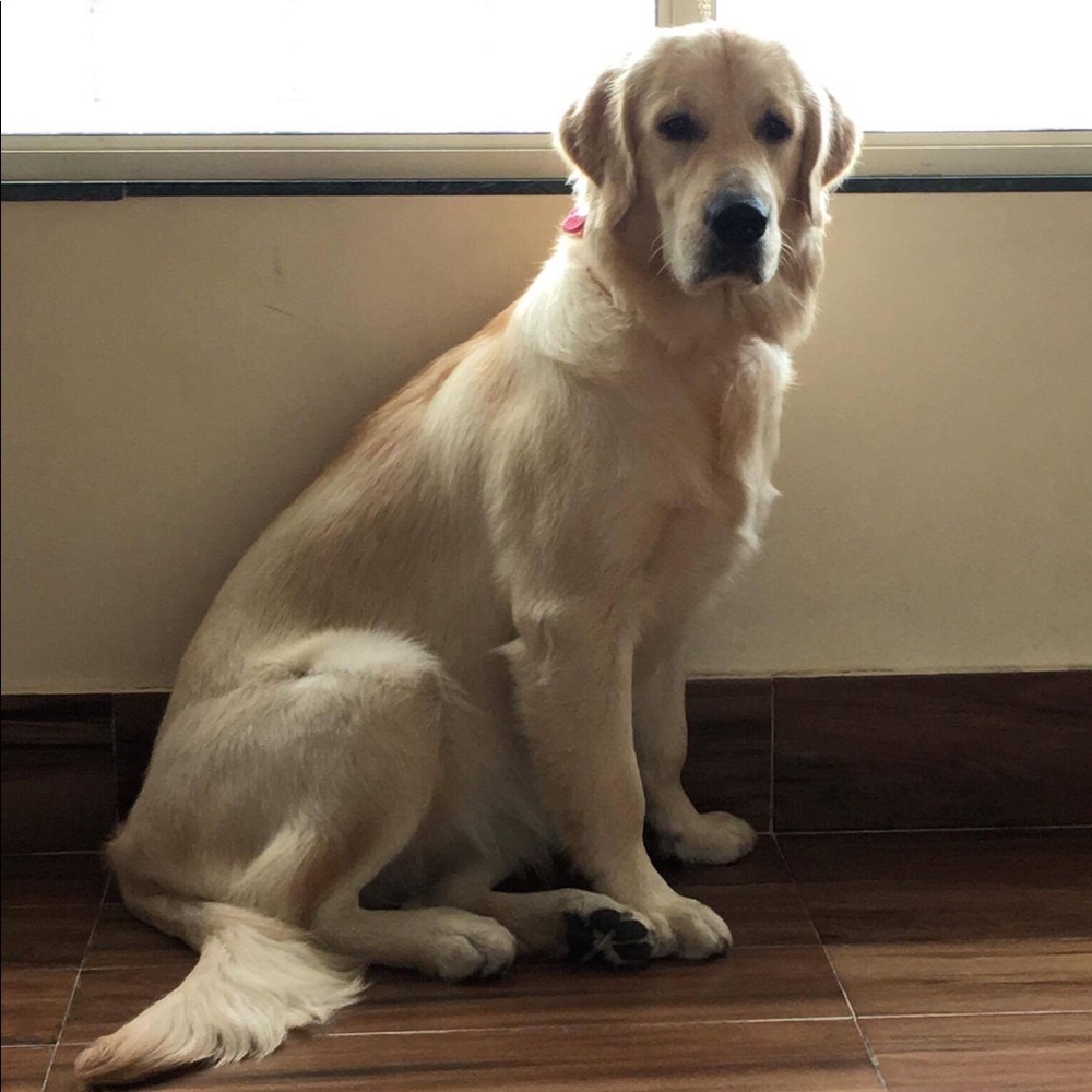 Meet your Posher, Gouri